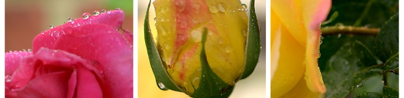 roses2 roses2