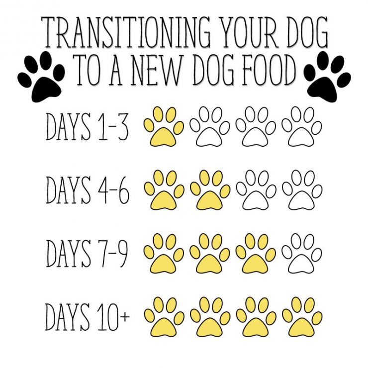 Transitioning Your Dog To A New Dog Food | Sarah Halstead